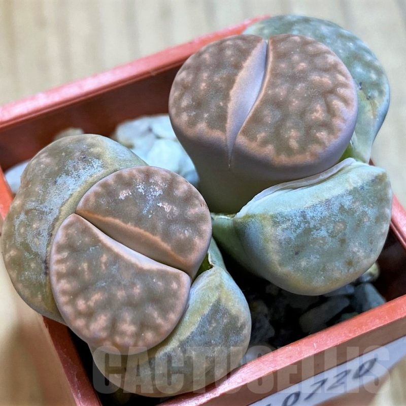 SH10720 Lithops karasmontana C065A (Signalberg Form)
