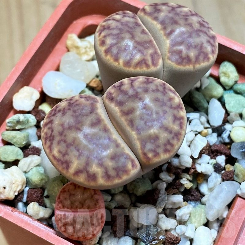 SH10683 Lithops bromfieldii