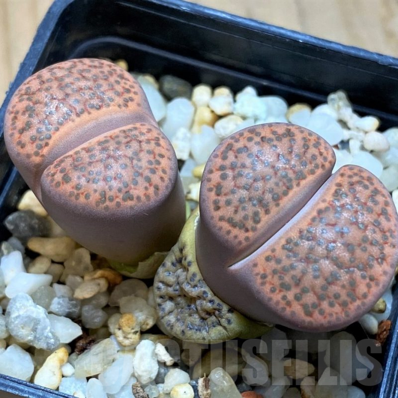 SH10684 Lithops fulviceps, ex Neumann