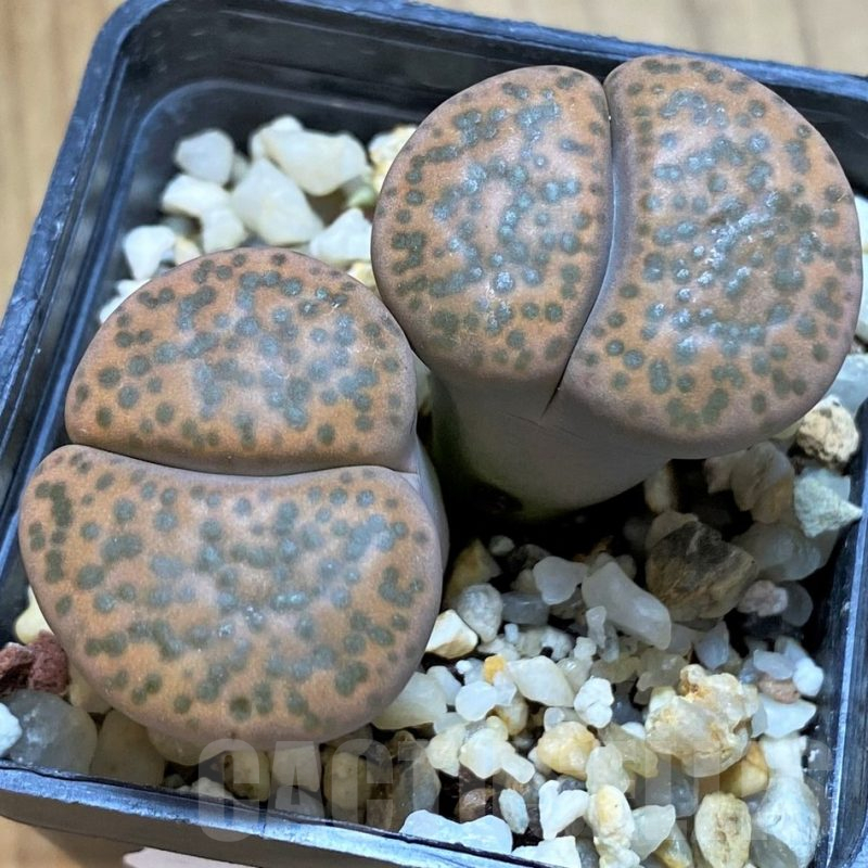 SH10685 Lithops fulviceps