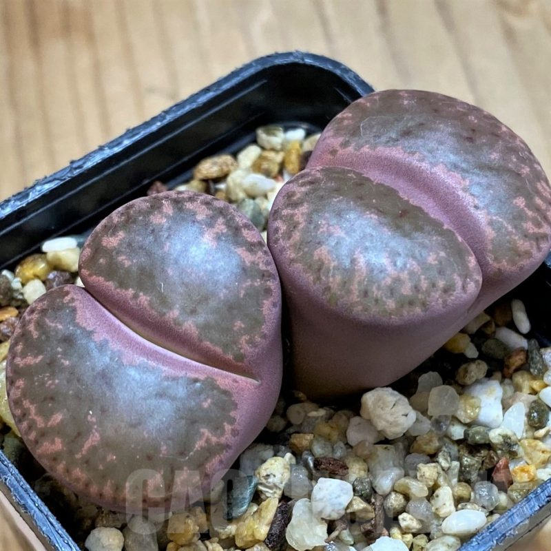 SH10687 Lithops bromfieldii 'Embers' C393A