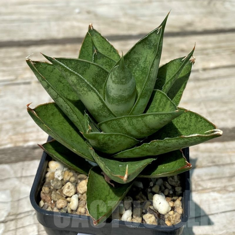 SH10817 Sansevieria 'Pagoda'