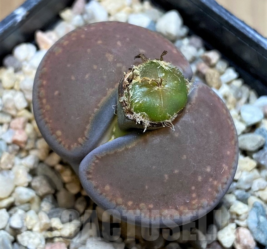 SHPR37923 Lithops aucampiae 'Nugget'