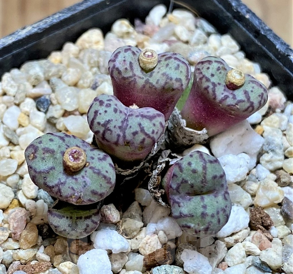 SHPR37971 Conophytum obcordellum mix
