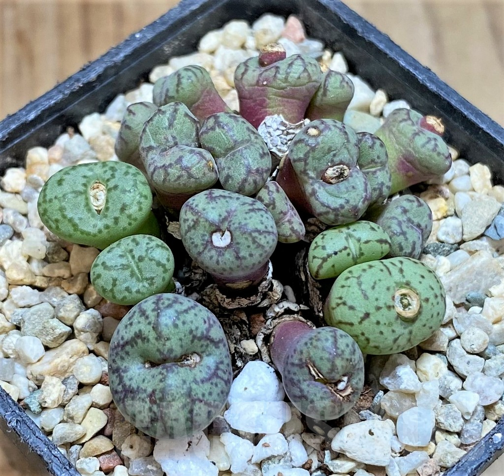 SHPR37972 Conophytum obcordellum mix - Obrázek 2