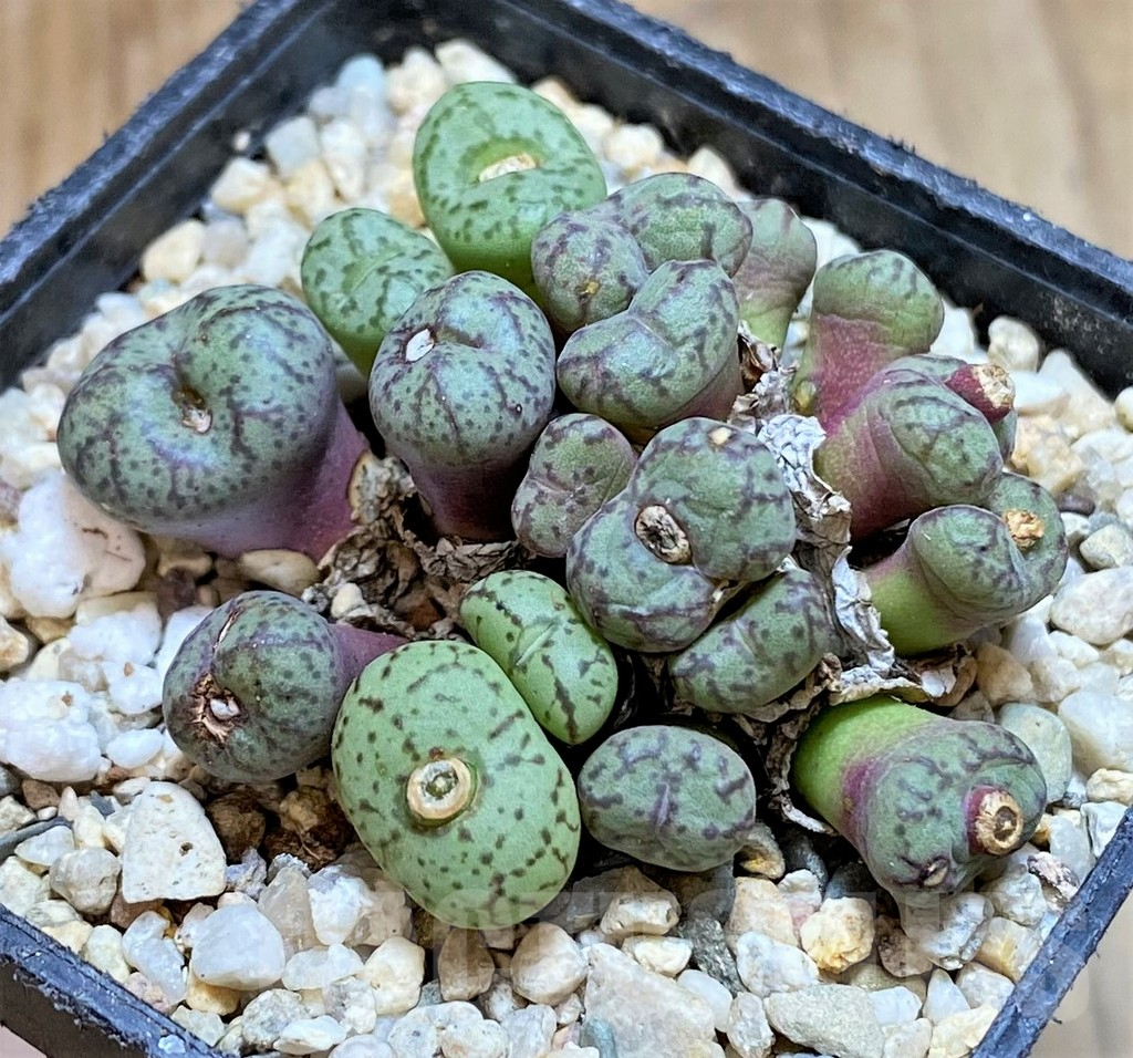 SHPR37972 Conophytum obcordellum mix