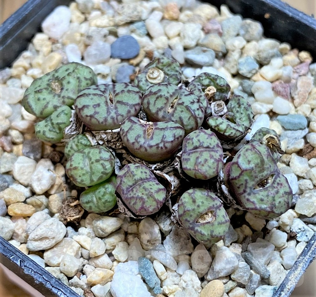 SHPR37973 Conophytum obcordellum mix
