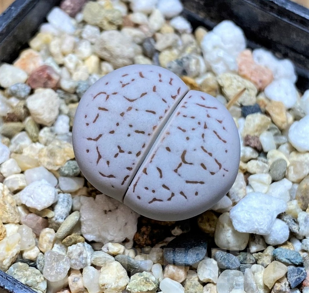 SHPR37974 Dinteranthus vanzylii