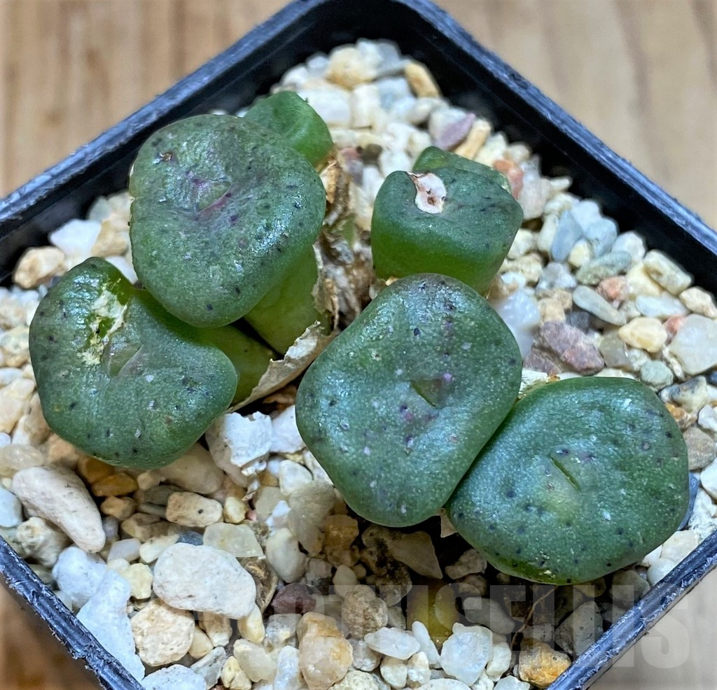 SHPR37977 Conophytum cubicum -East Efesteenfontein-