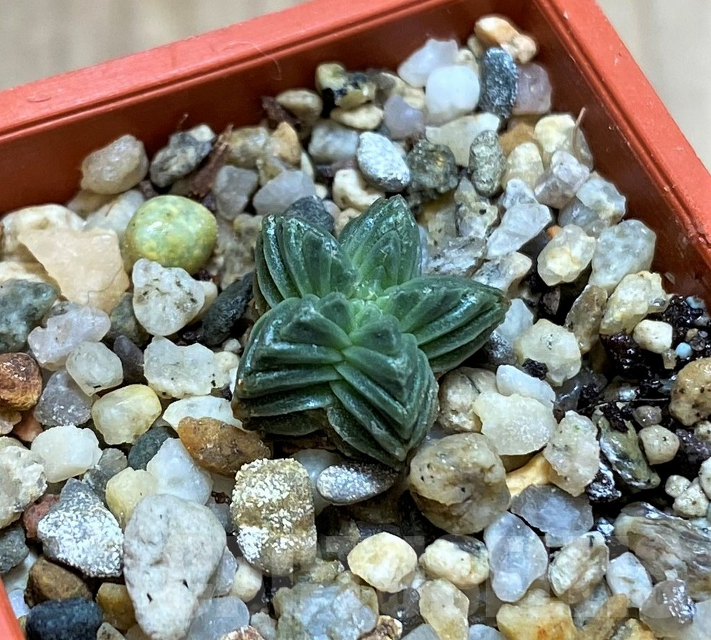 SHPR37978 Aztekium valdezii VM1040