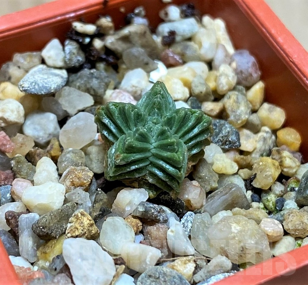 SHPR37979 Aztekium valdezii VM1040