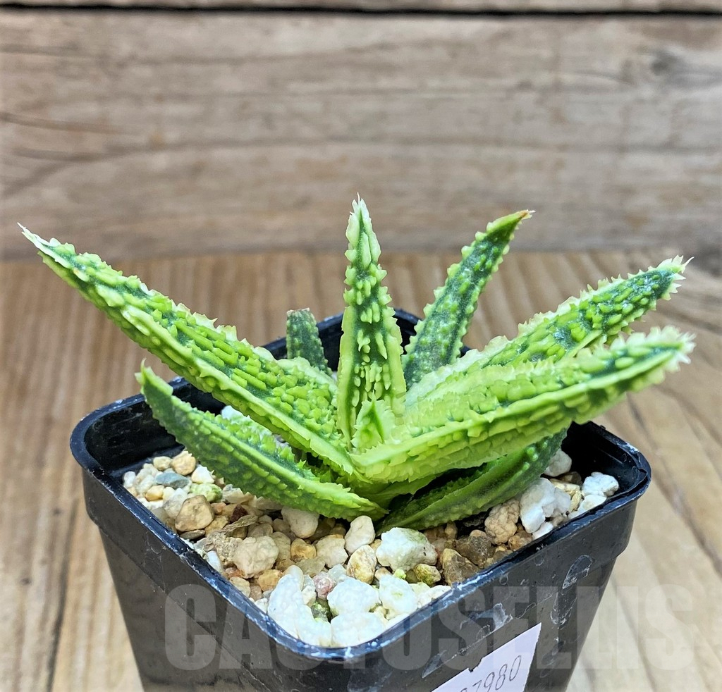 SHPR37980 Aloe TCT hybrid - Image 2