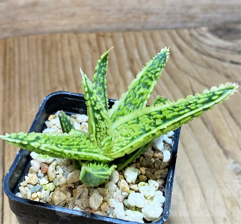 SHPR37980 Aloe TCT hybrid