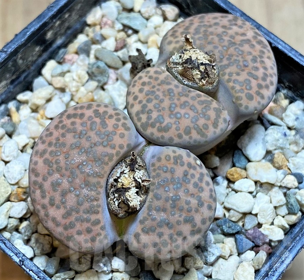 SHPR37924 Lithops fulviceps v. lactinea