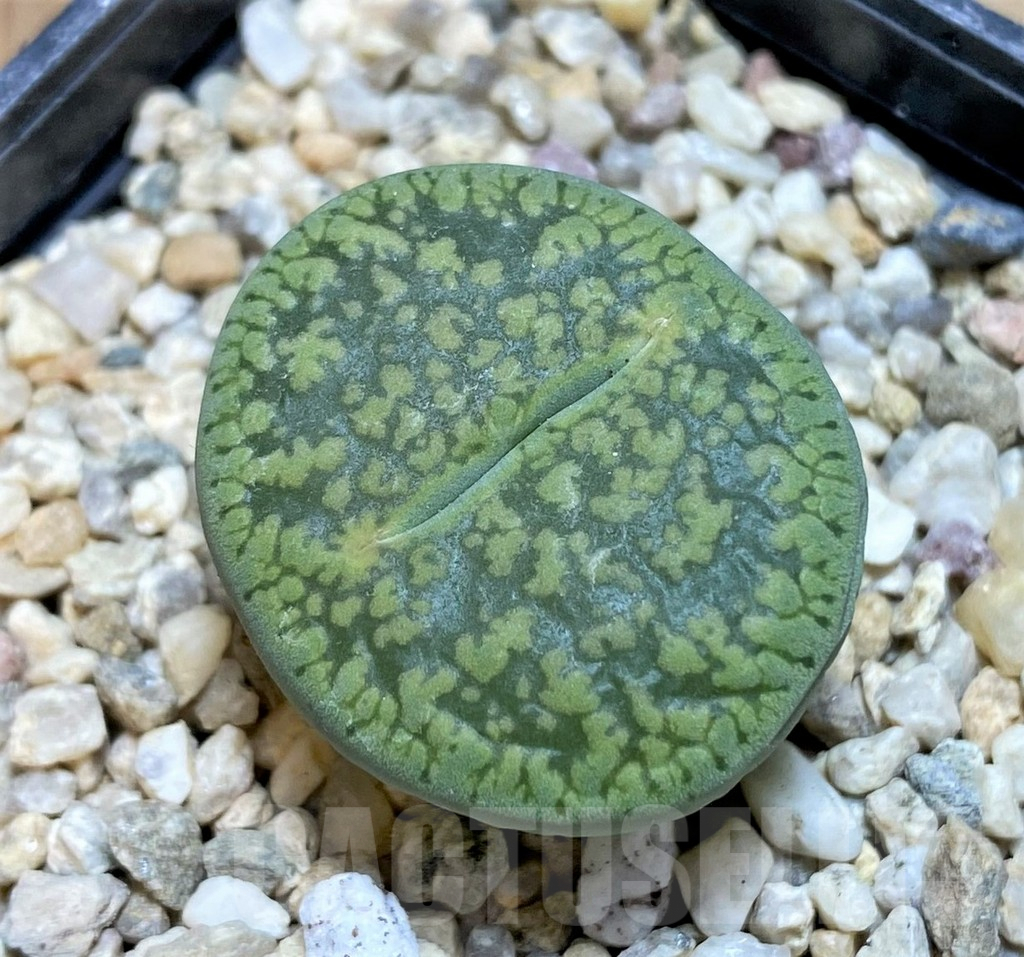 SHPR37926 Lithops aucampiae 'Jackson's Jade'