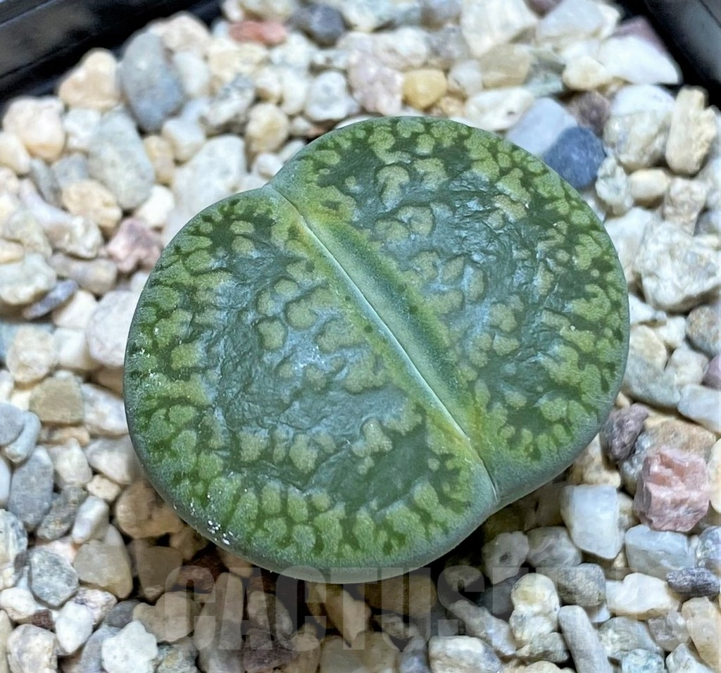 SHPR37927 Lithops aucampiae 'Jackson's Jade'