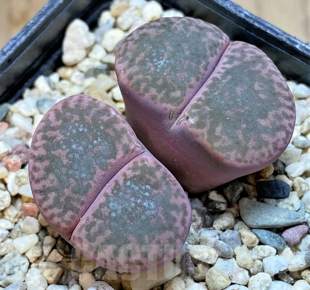 SHPR37930 Lithops 'Embers' C393A