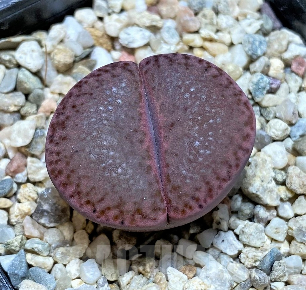 SHPR37933 Lithops ‘Embers’ C393A