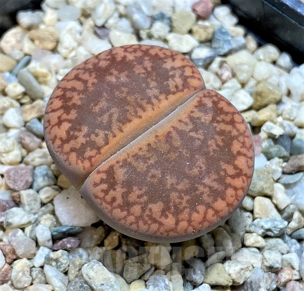 SHPR37934 Lithops aucampiae v. fluminalis