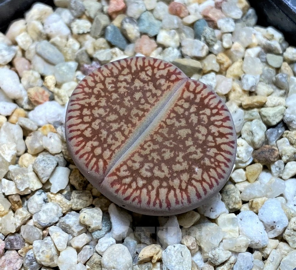 SHPR37935 Lithops aucampiae 'Red Danielskuil'