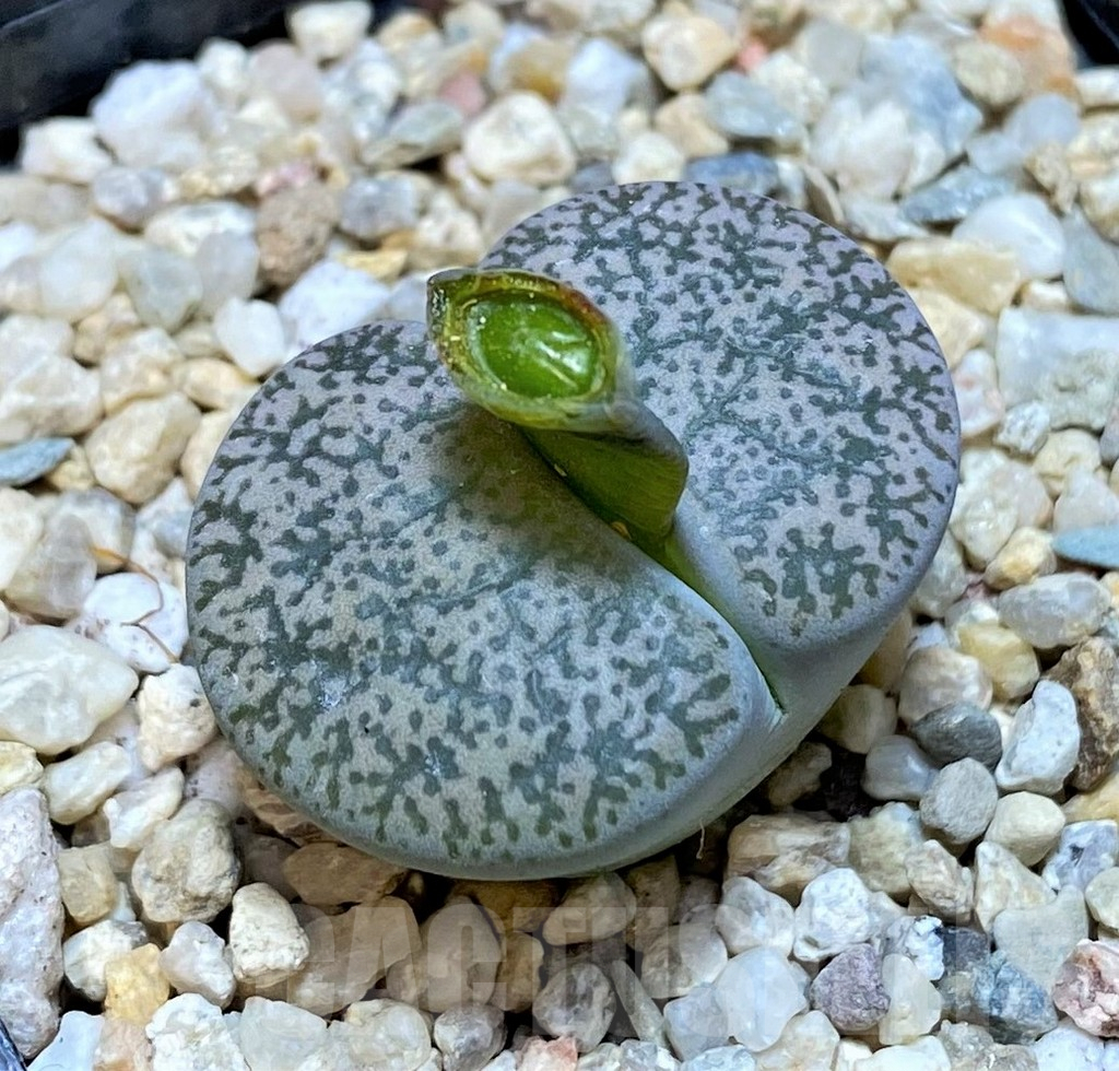 SHPR37937 Lithops lesliei v. venteri