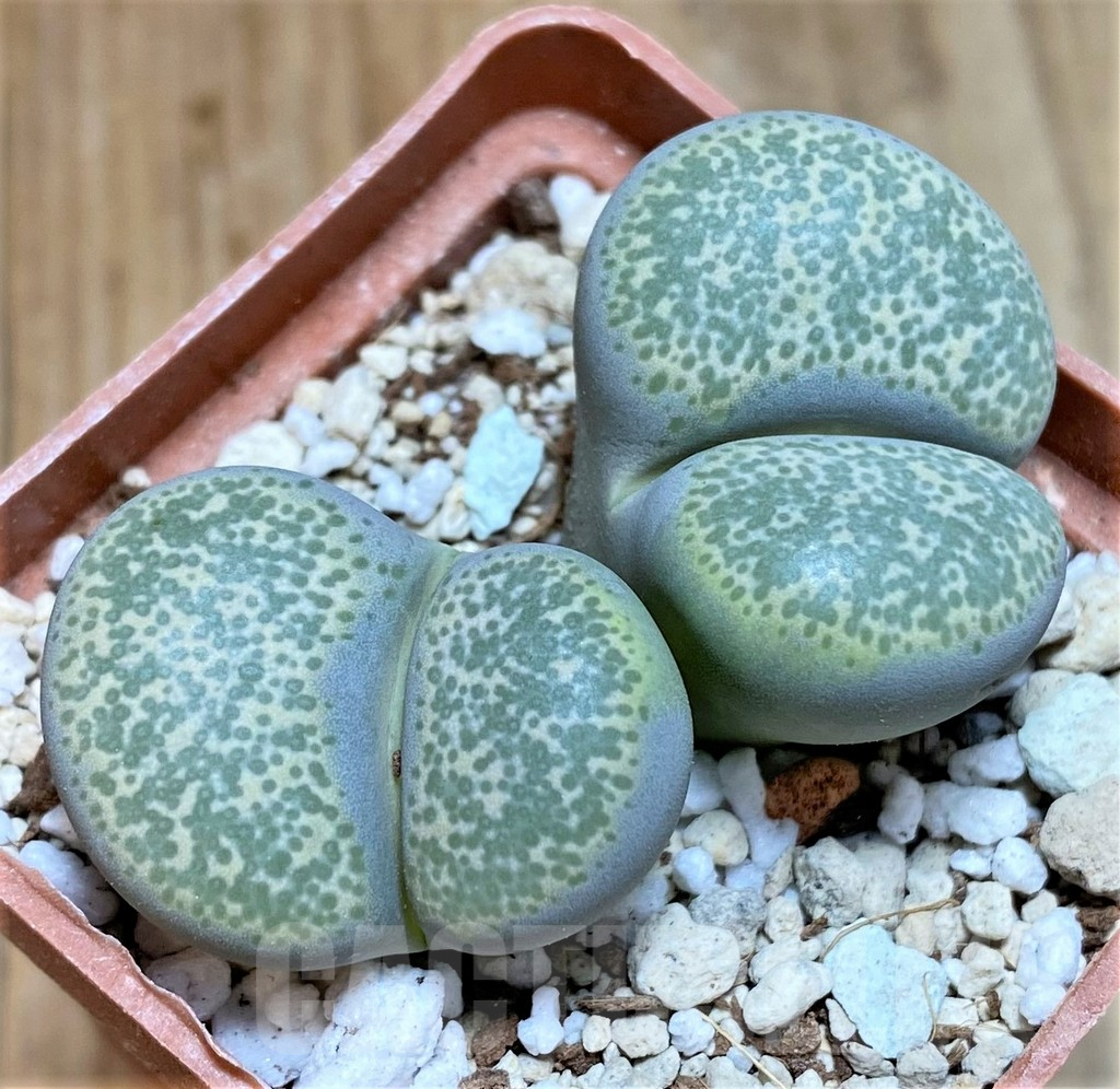 SHPR37920 Lithops terricolor C253