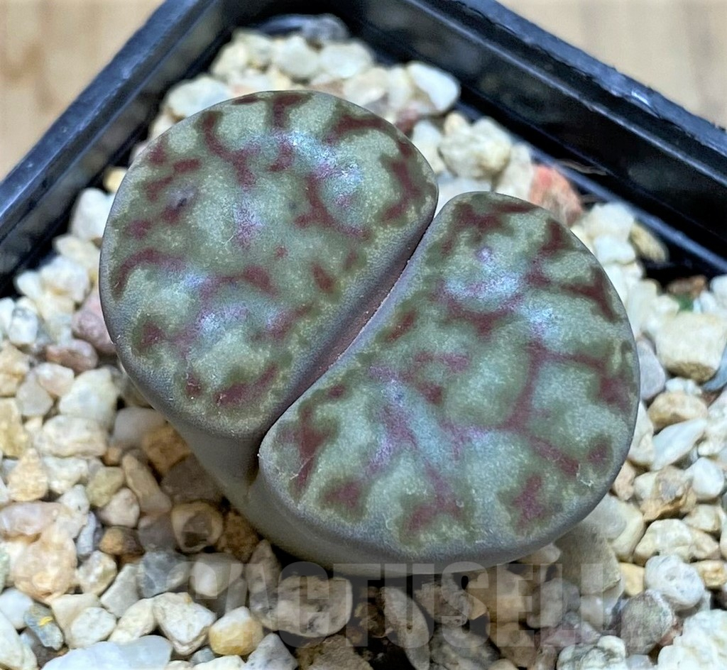 SHPR37939 Lithops bromfieldii