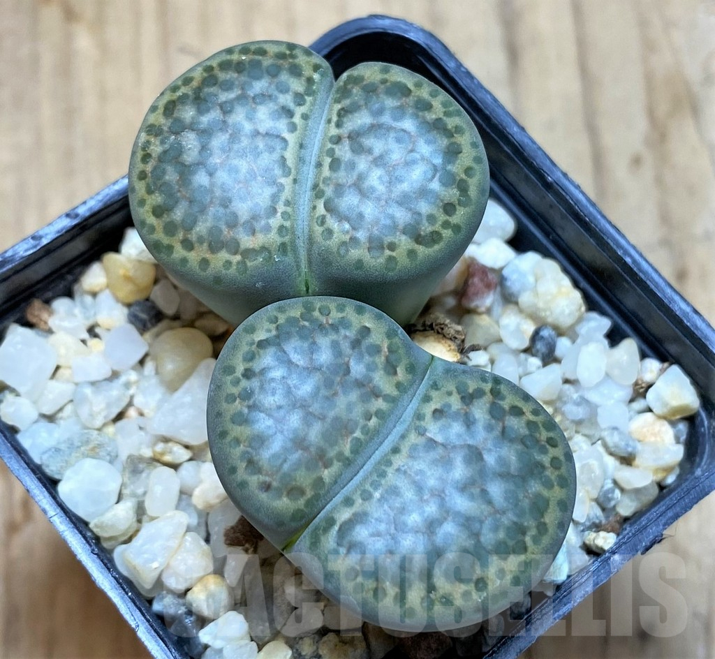SHPR37941 Lithops fulviceps