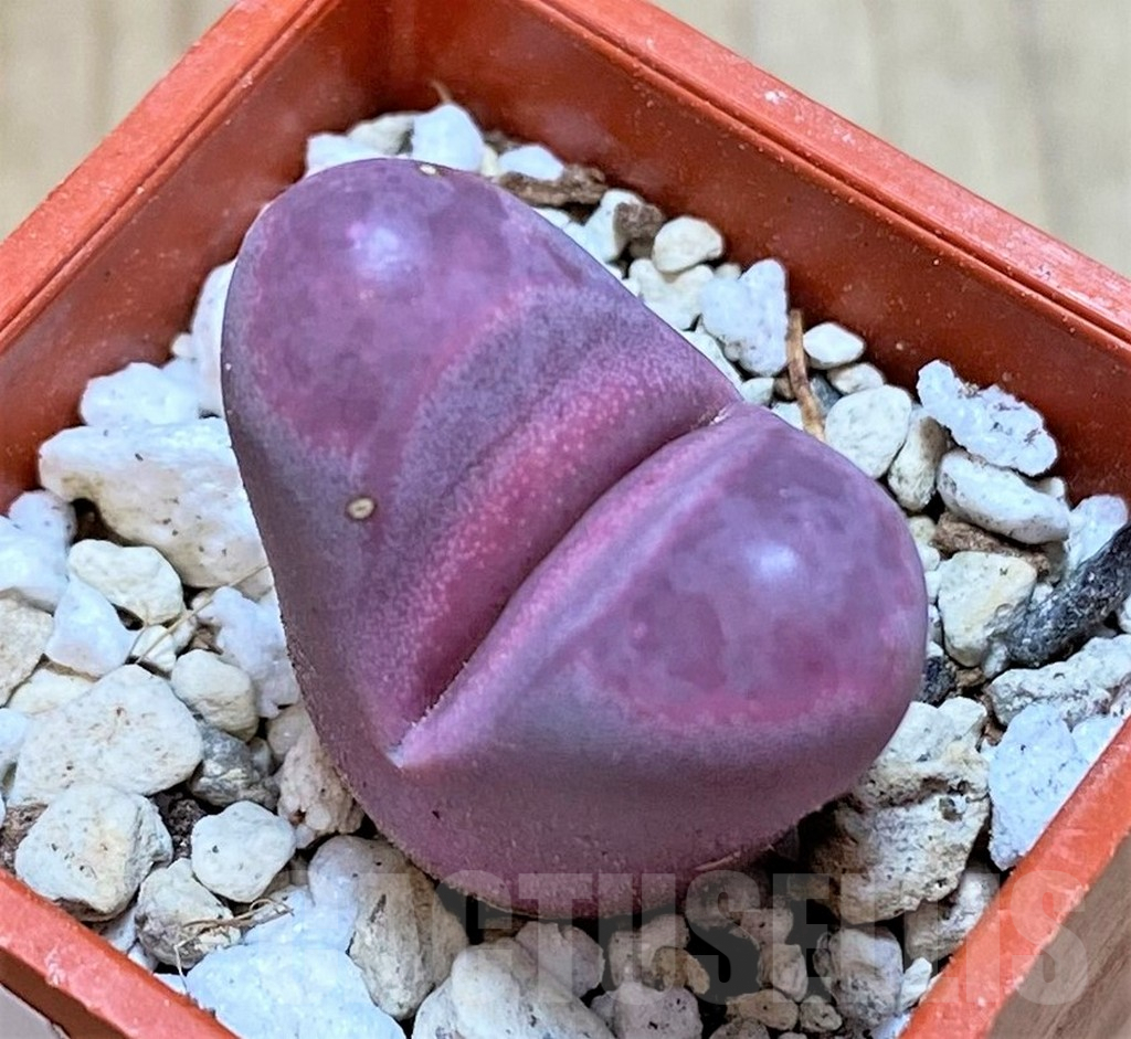 SHPR37943 Lithops optica 'Rubra'