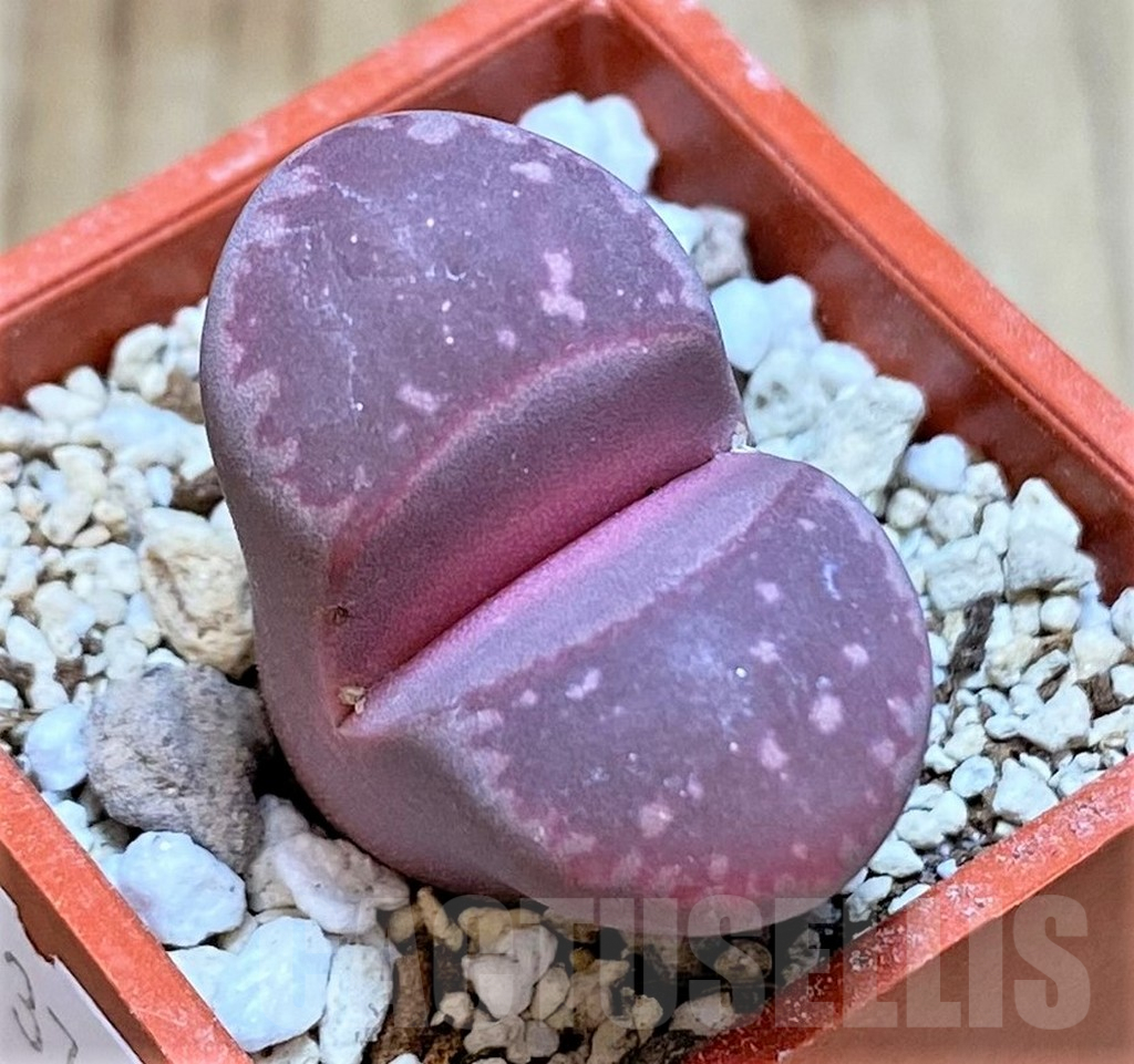 SHPR37944 Lithops optica ‘Rubra’