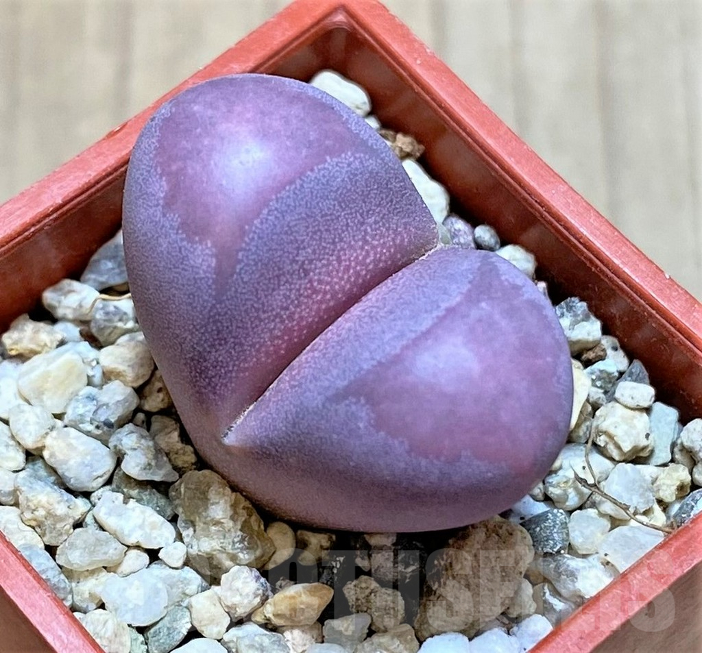SHPR37945 Lithops optica ‘Rubra’