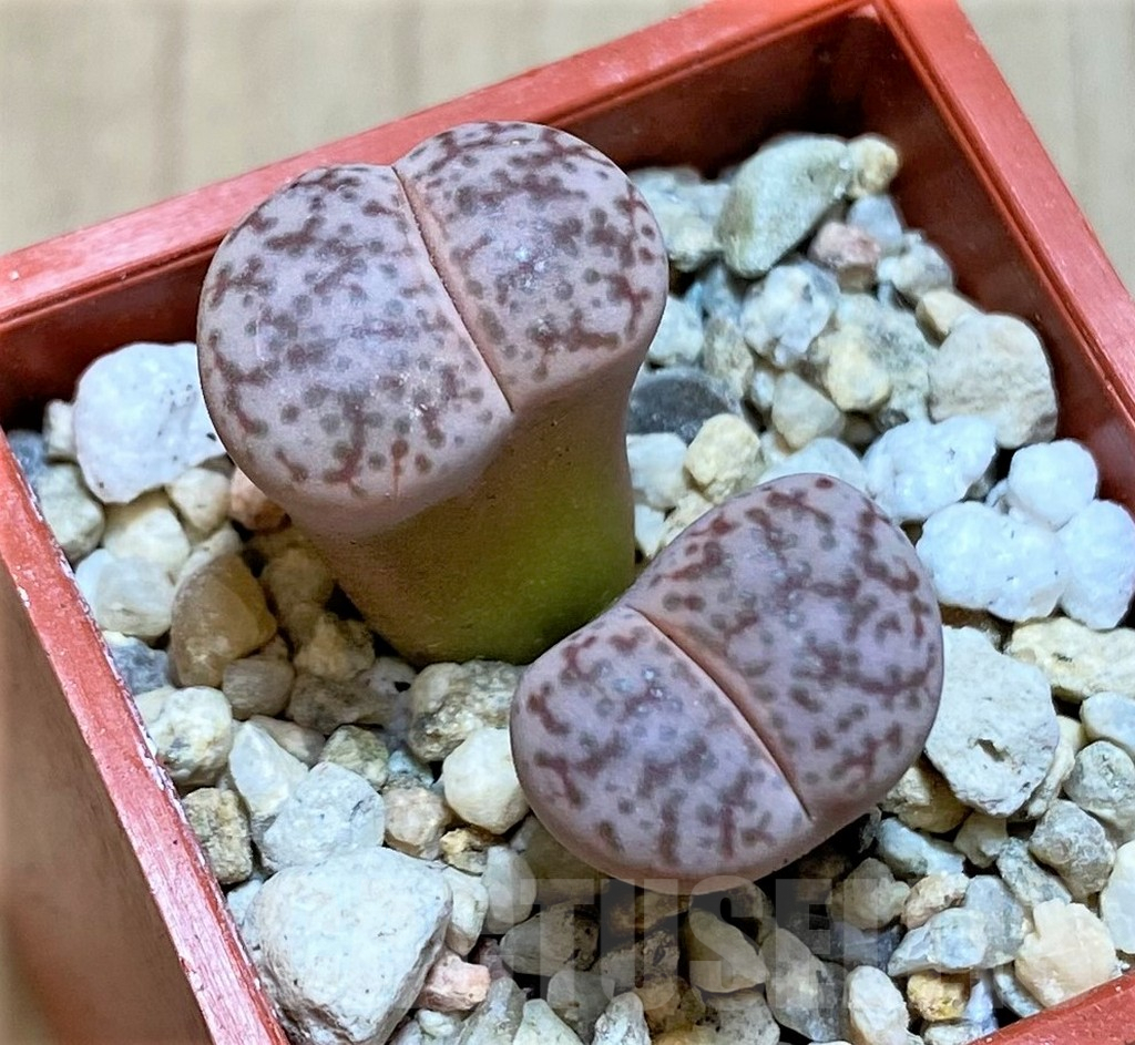 SHPR37946 Lithops pseudotruncatella