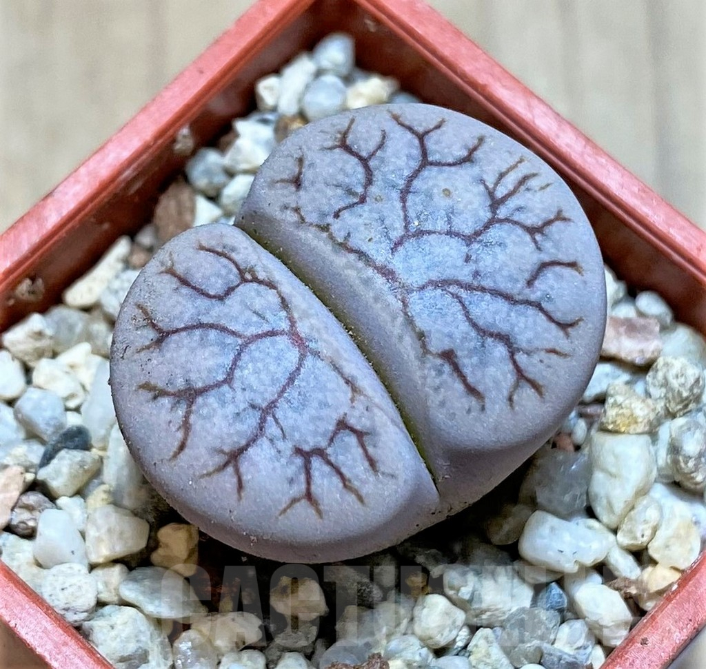 SHPR37947 Lithops gracilidelineata
