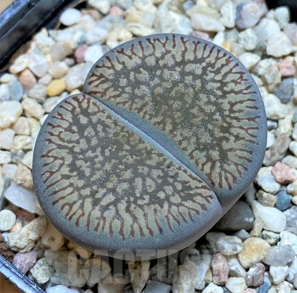 SHPR37921 Lithops aucampiae v. euniceae C054