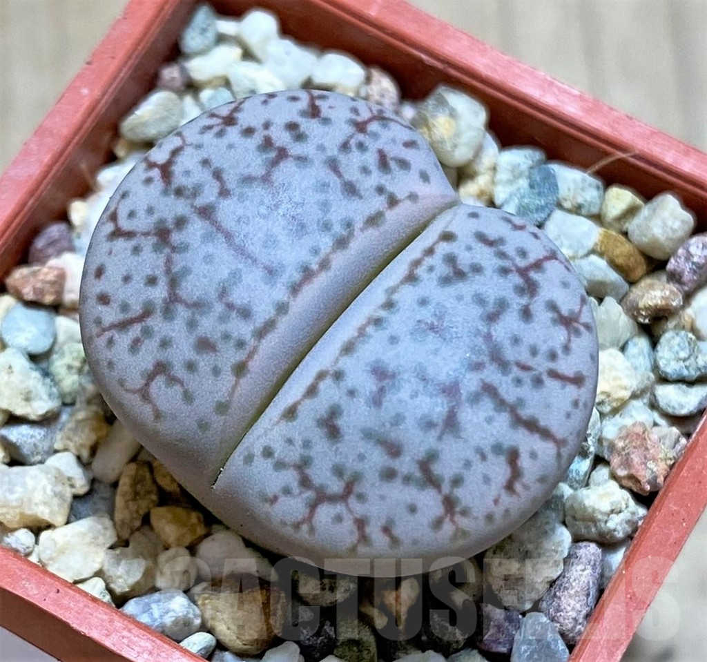 SHPR37948 Lithops pseudotruncatella