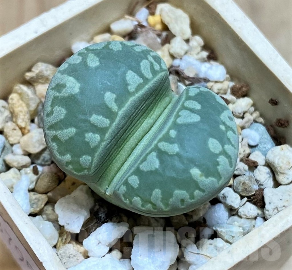 SHPR37957 Lithops otzeniana 'Green form' C350