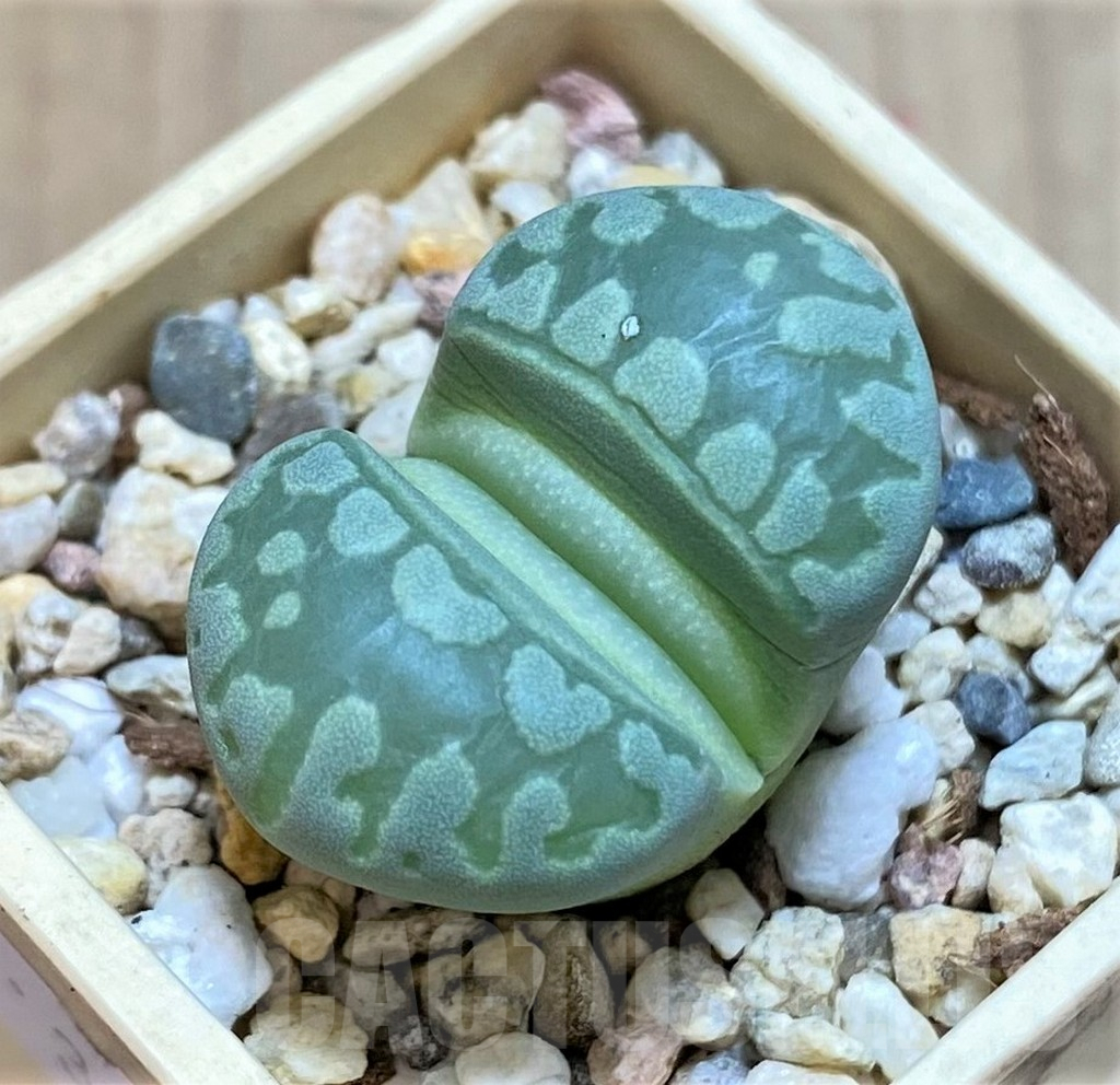 SHPR37958 Lithops otzeniana 'Green form' C350