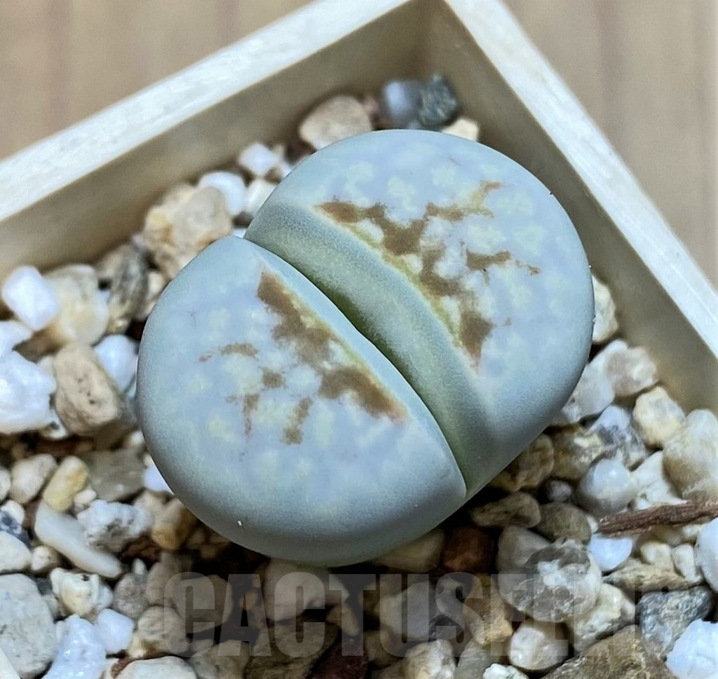 SHPR37960 Lithops julii 'Hot Lips'