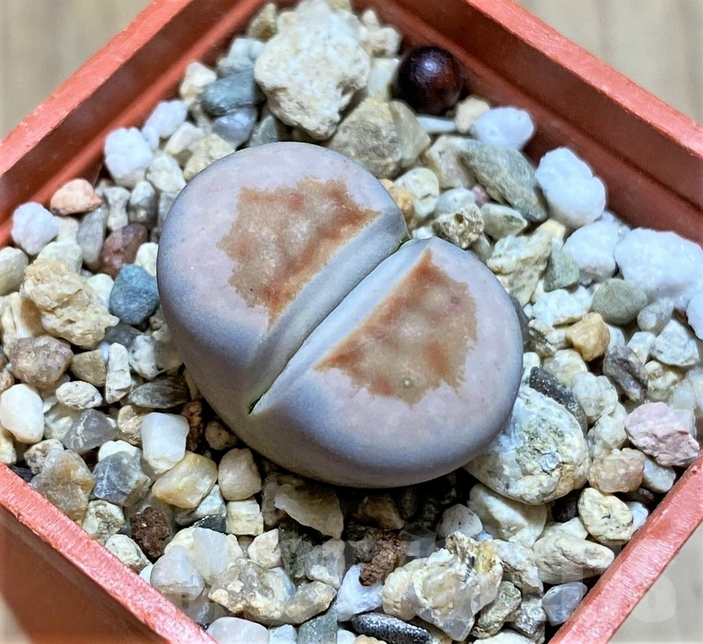 SHPR37961 Lithops julii 'Hot Lips'
