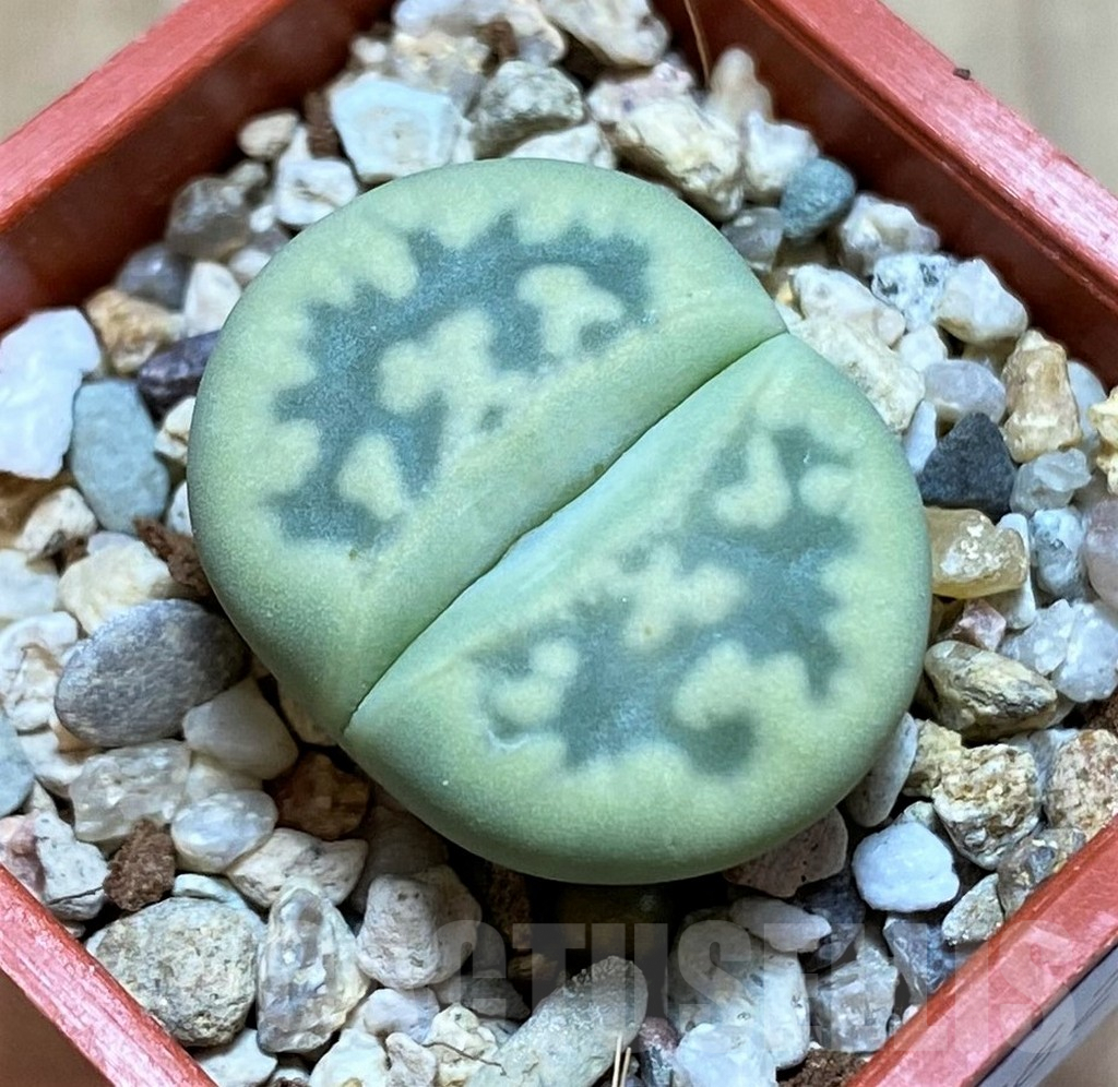 SHPR37962 Lithops bella 'Green vermilion'