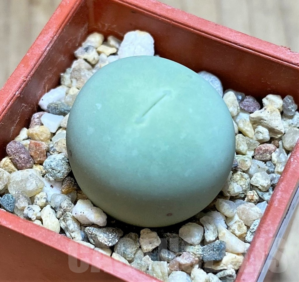 SHPR37963 Conophytum calculus