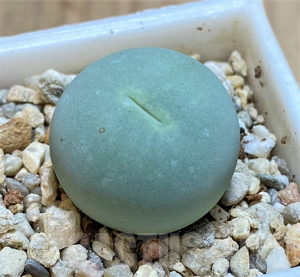 SHPR37964 Conophytum calculus