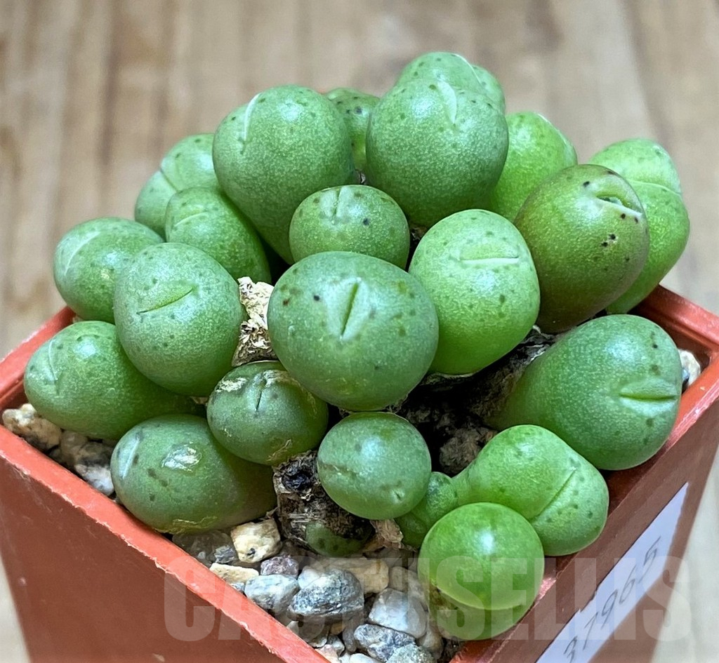 SHPR37965 Conophytum minutum CR1320 - Obrázek 2