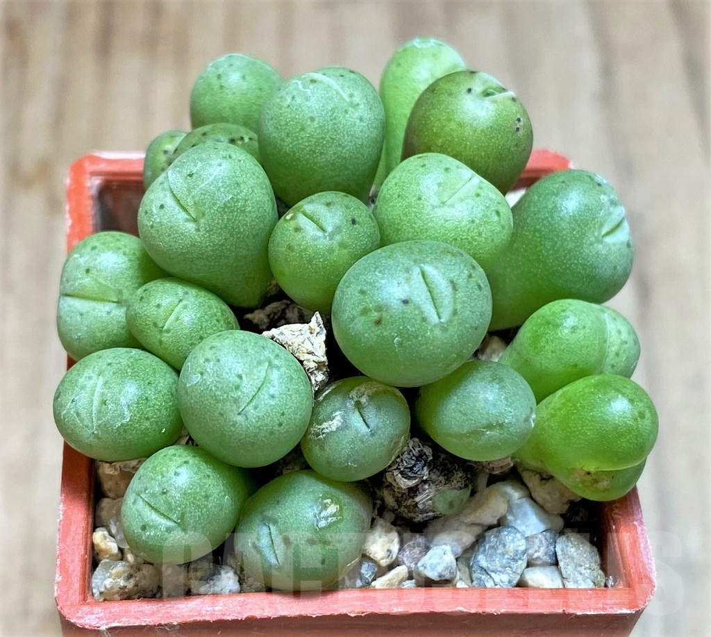 SHPR37965 Conophytum minutum CR1320