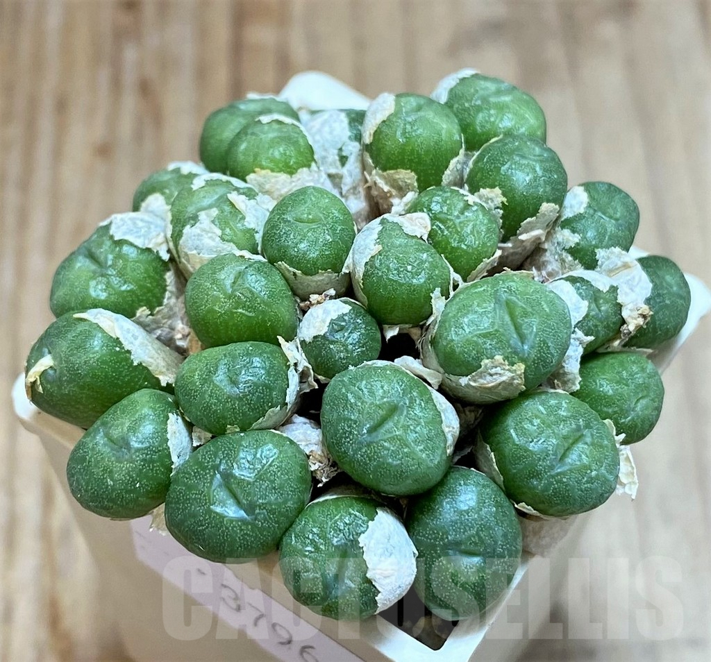 SHPR37966 Conophytum ectypum