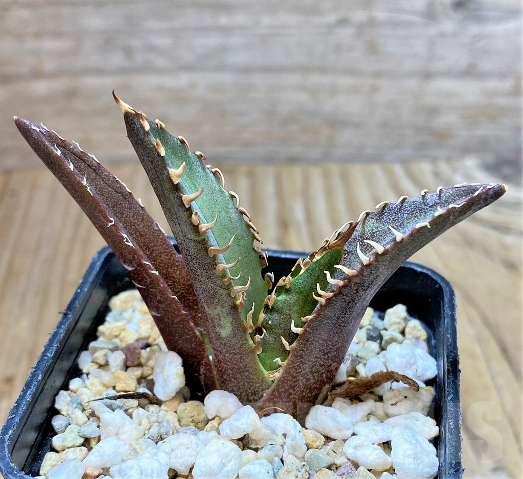 SHPR38128 Agave titanota 'Red Catweazle' - Image 2