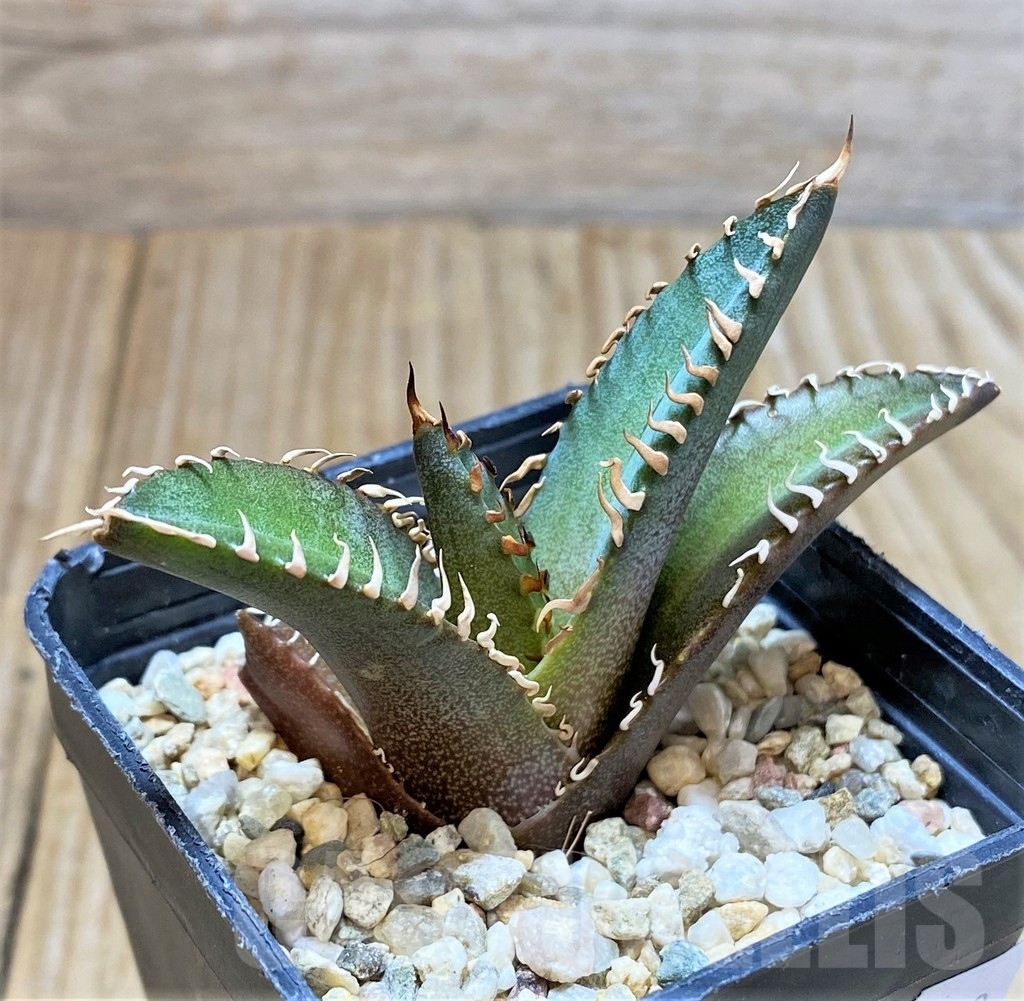 SHPR38129 Agave titanota 'Red Catweazle'