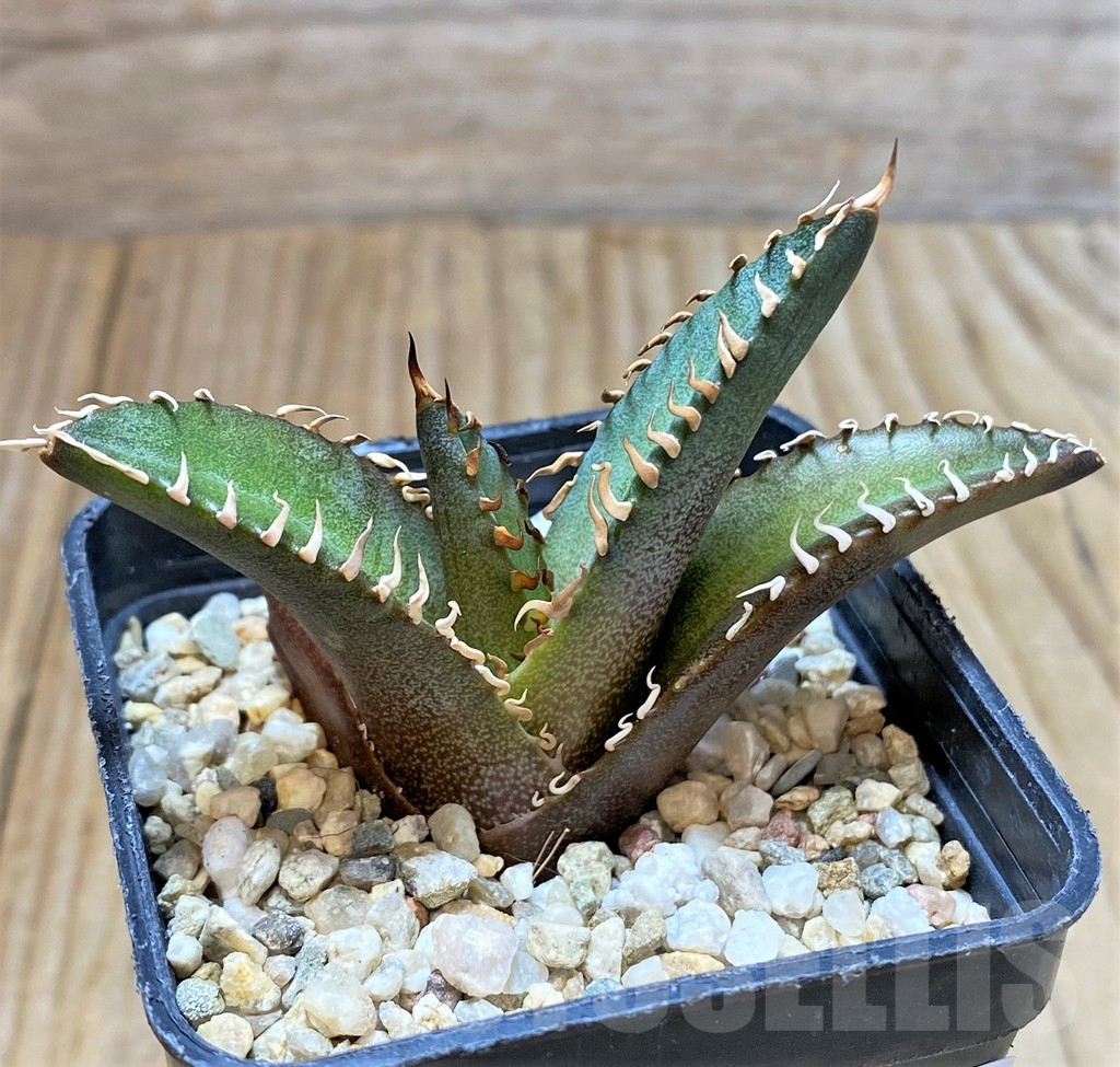 SHPR38129 Agave titanota 'Red Catweazle' - Image 2