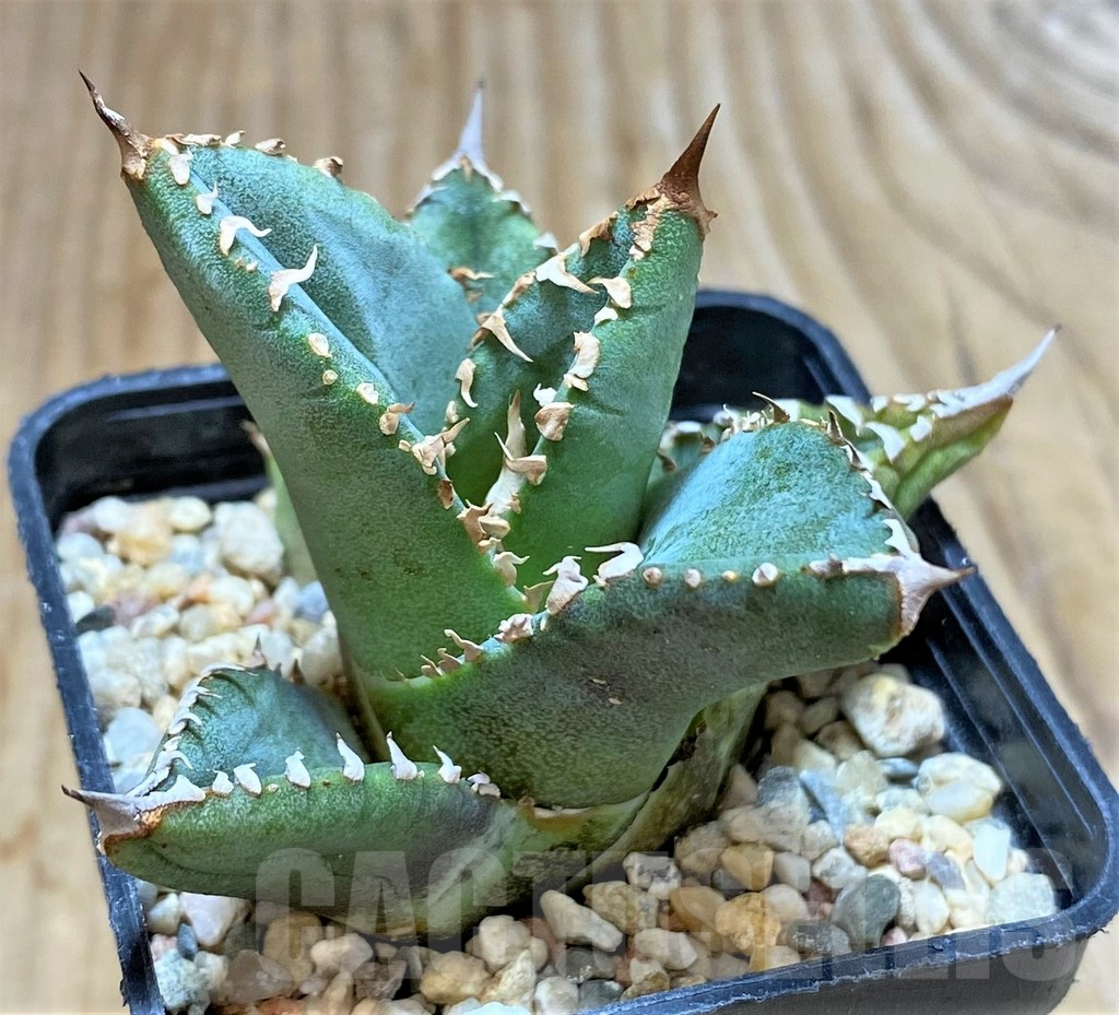 SHPR38131 Agave titanota ‘Sierra Mixteca’