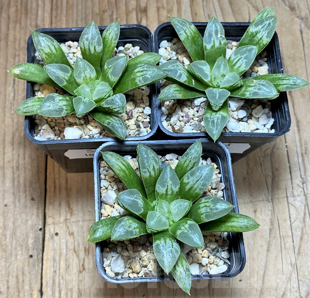 SET195 Haworthia 'Love Heart', 3 plants